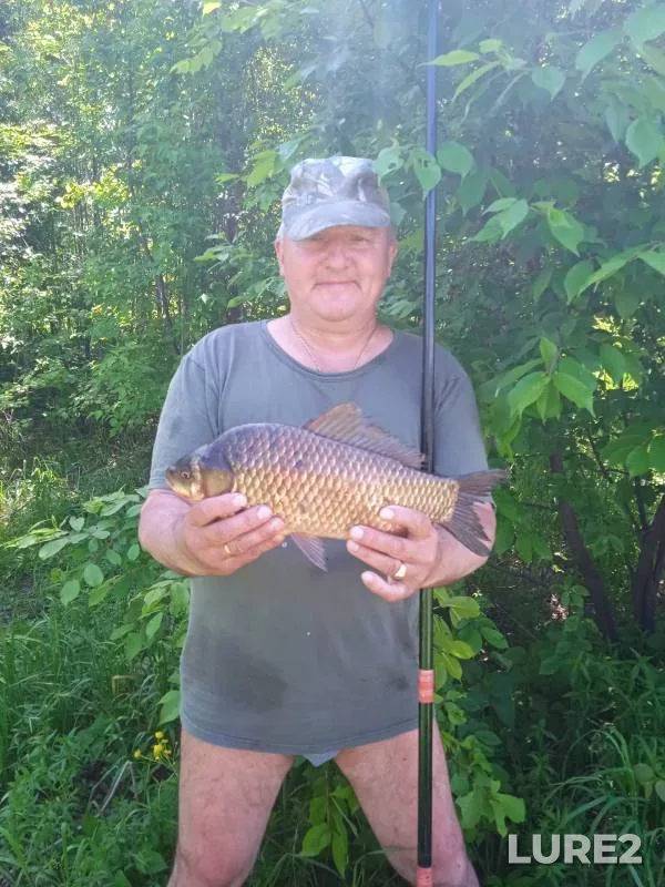 Crucian carp — Tom, Jul 14, 2024