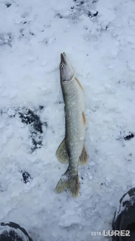Pike — Lysvenskiy, Nov 17, 2018