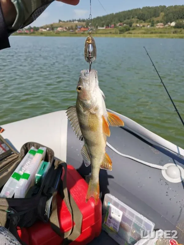 Perch — Kara-Chumysh, Aug 03, 2024