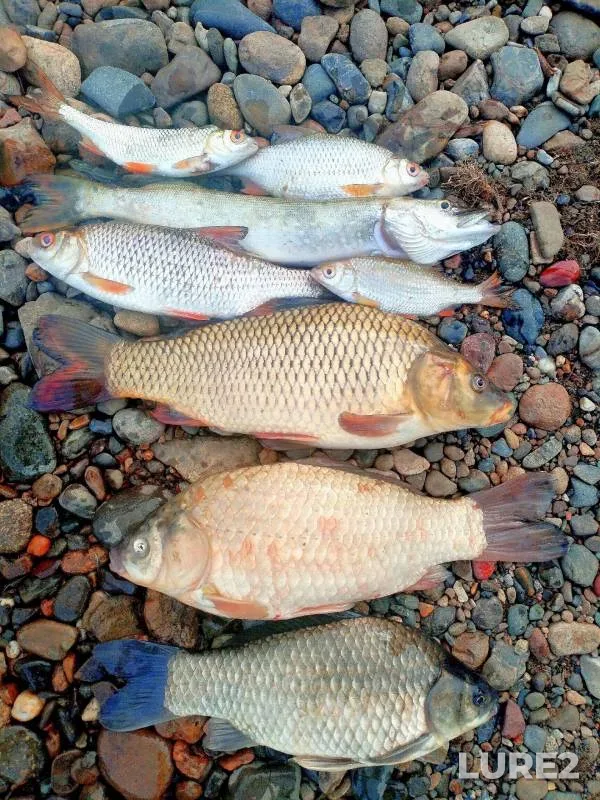 Carp, Crucian carp — Kondoma, Aug 21, 2024