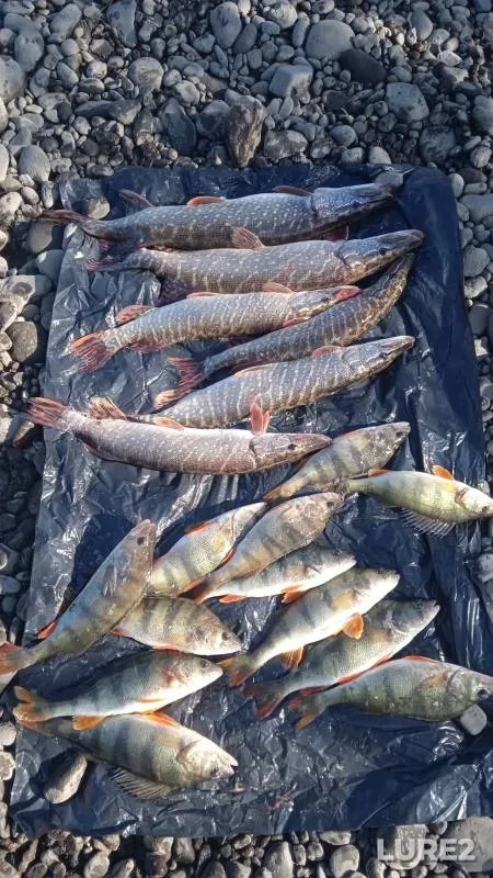 Perch, Pike — Tom, Oct 06, 2024