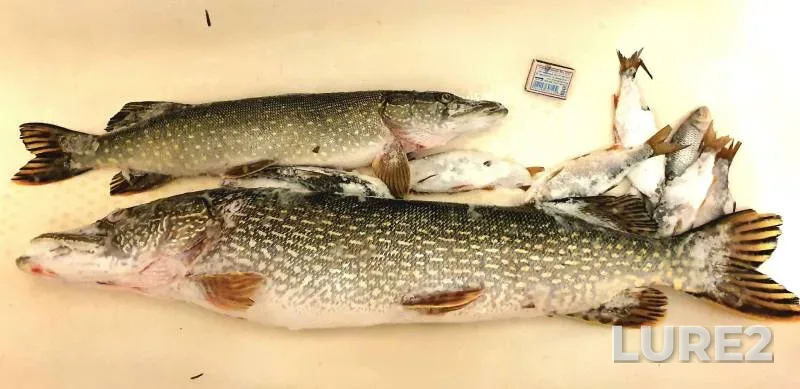 Pike, Roach — Lenyovskiy, Jan 01, 2024