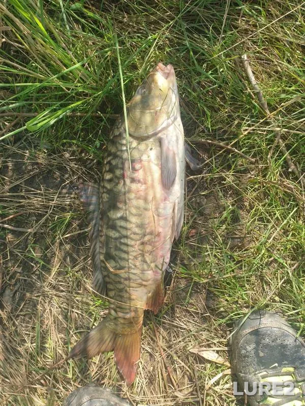 Carp — Protoka, Jul 22, 2023