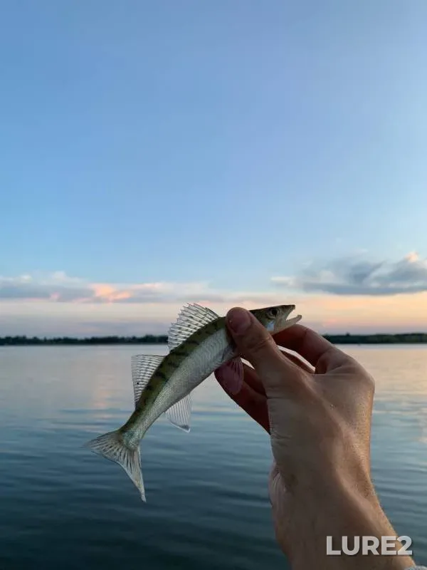 Perch, Zander — Ob, Jul 28, 2022