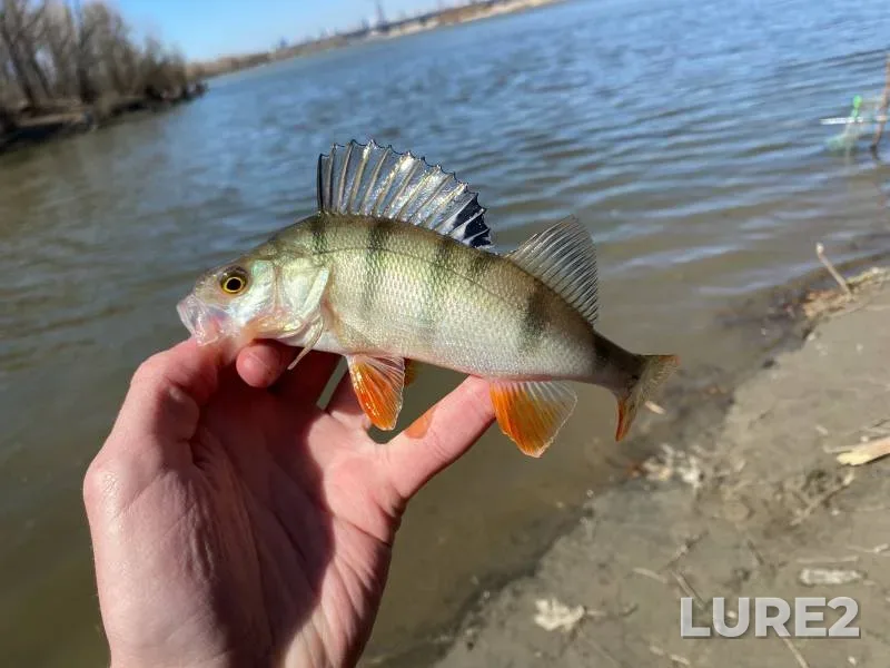 Ide, Perch — Tula, Apr 29, 2023