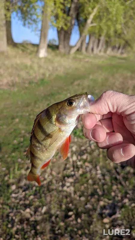 Perch — Bolshaya Protoka, May 25, 2023