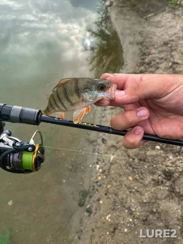 Perch — Razdolnoye, Jul 23, 2023