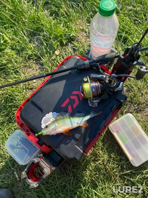 Perch — Novosibirskaya oblast, Jul 30, 2023