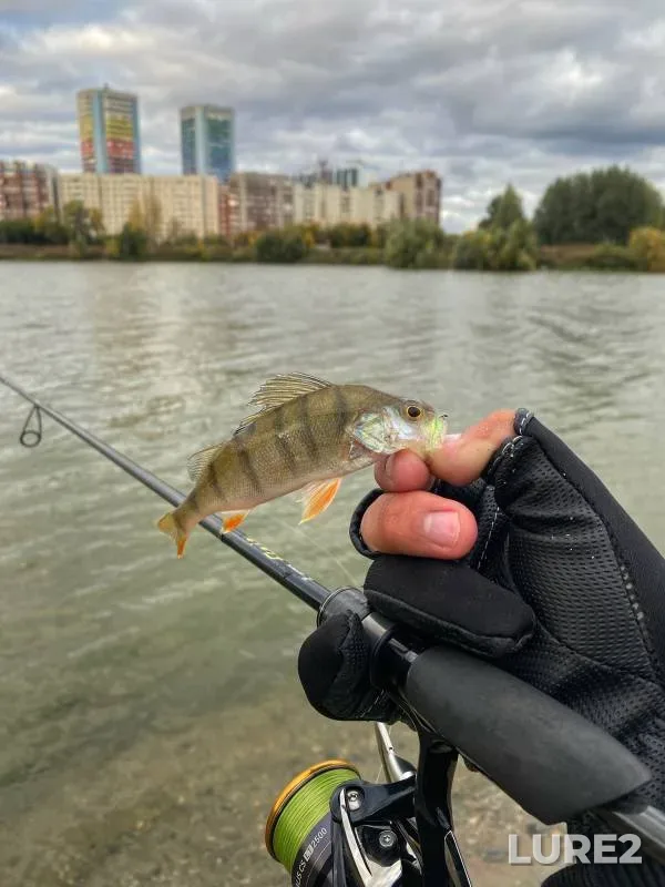Perch — Razdolnoye, Sep 24, 2023