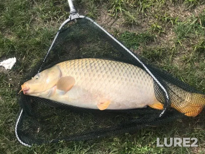 Carp — Belgorodskaya oblast, May 26, 2018