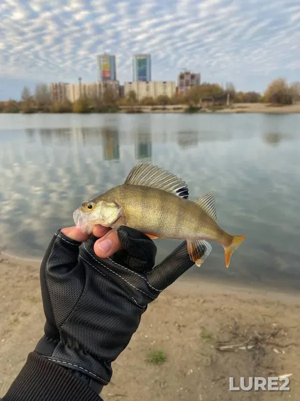 Perch — Razdolnoye, Oct 16, 2023