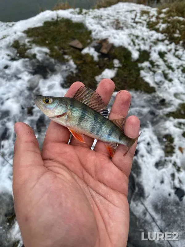 Perch — Razdolnoye, Nov 11, 2023