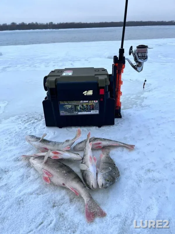 Perch — Ob, Jan 31, 2024