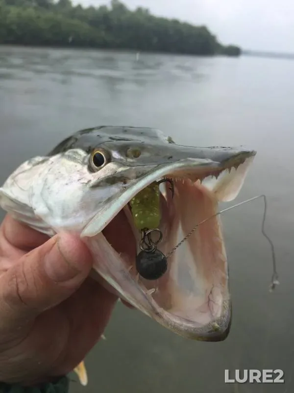 Pike — Ob, Jul 20, 2019