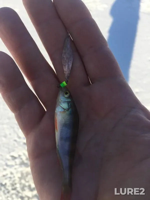 Perch — Novosibirskaya oblast, Nov 12, 2019