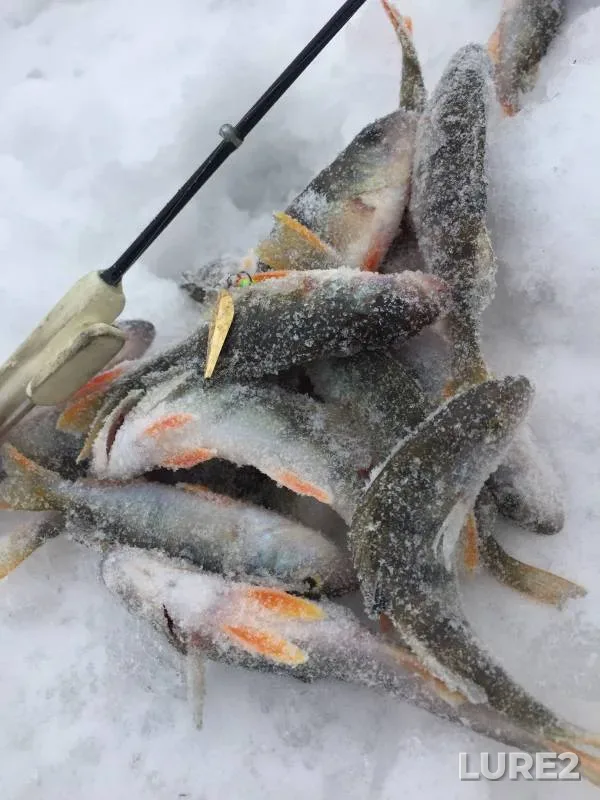Perch — Inya, Mar 10, 2020