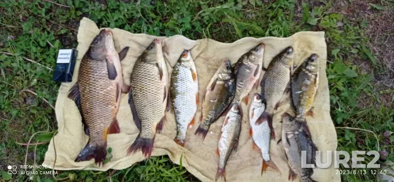 Carp, Roach — Anferovo, Jun 13, 2023