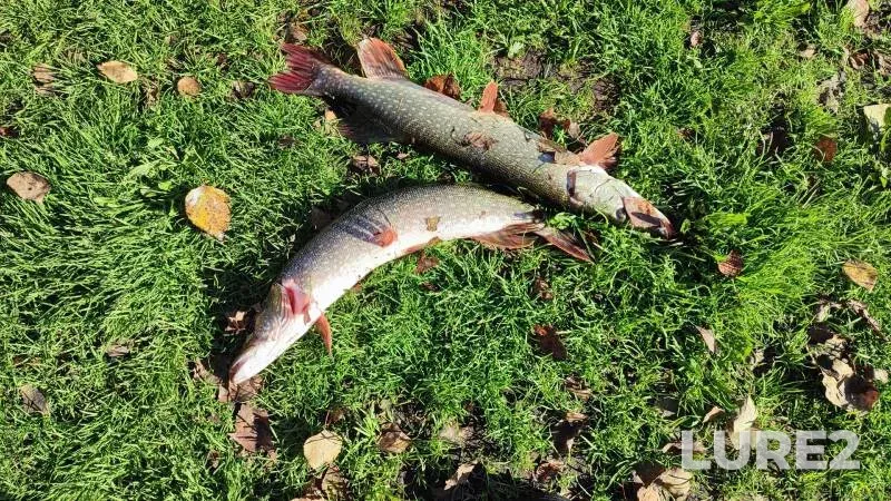 Pike — Novosibirskaya oblast, Sep 15, 2024