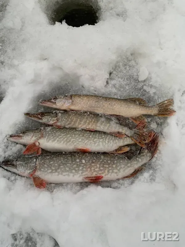 Pike — Ob, Nov 16, 2024