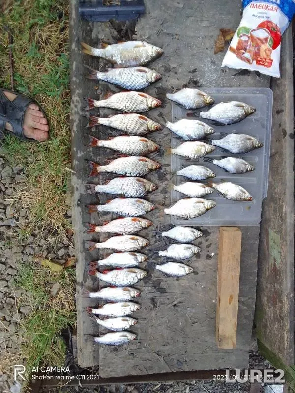 Roach, White bream — Tuzlov, Sep 01, 2023