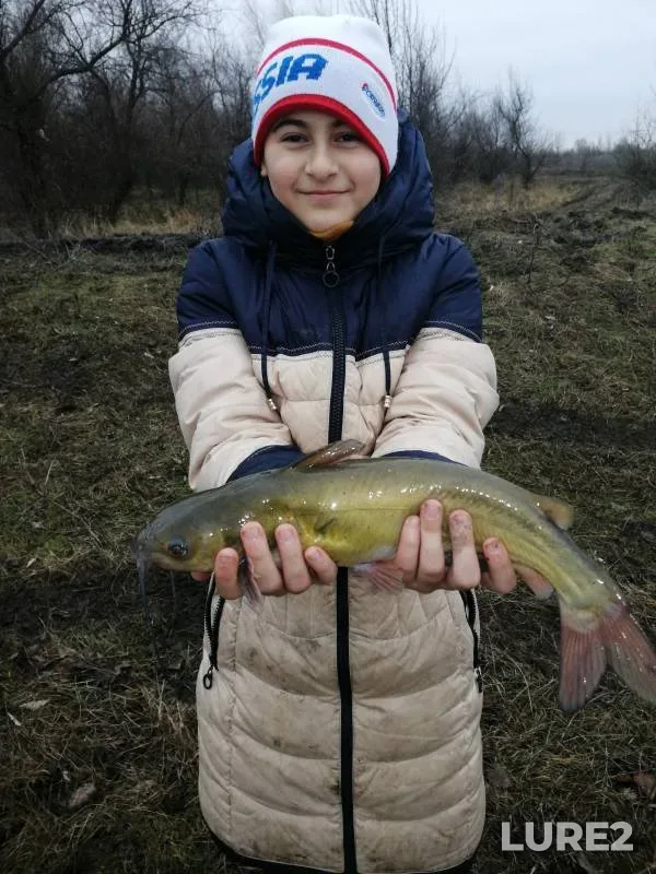 Wels catfish — yerik Draganov, Jan 07, 2024