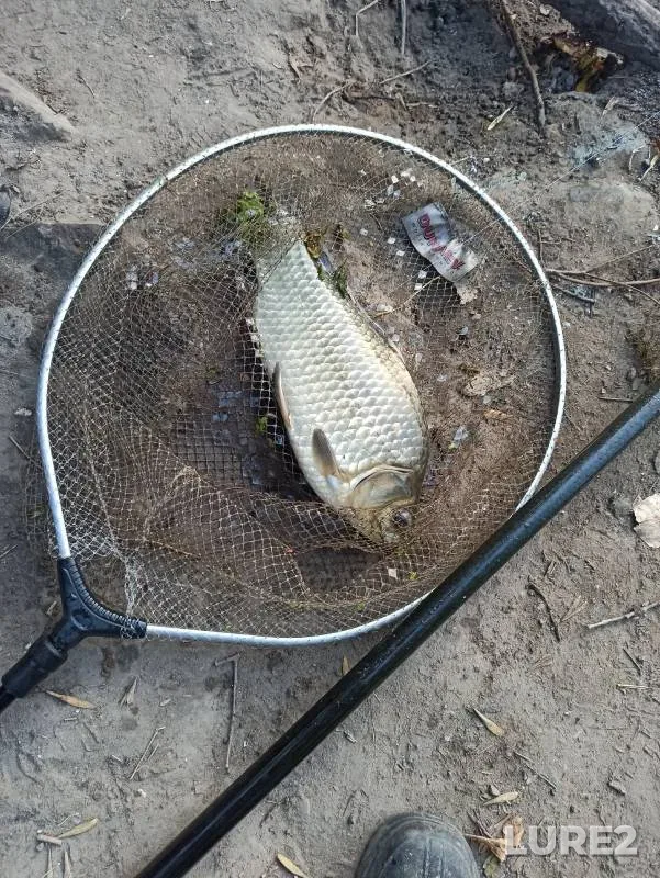 Crucian carp, Roach — Sukhoy Donets, Sep 12, 2023
