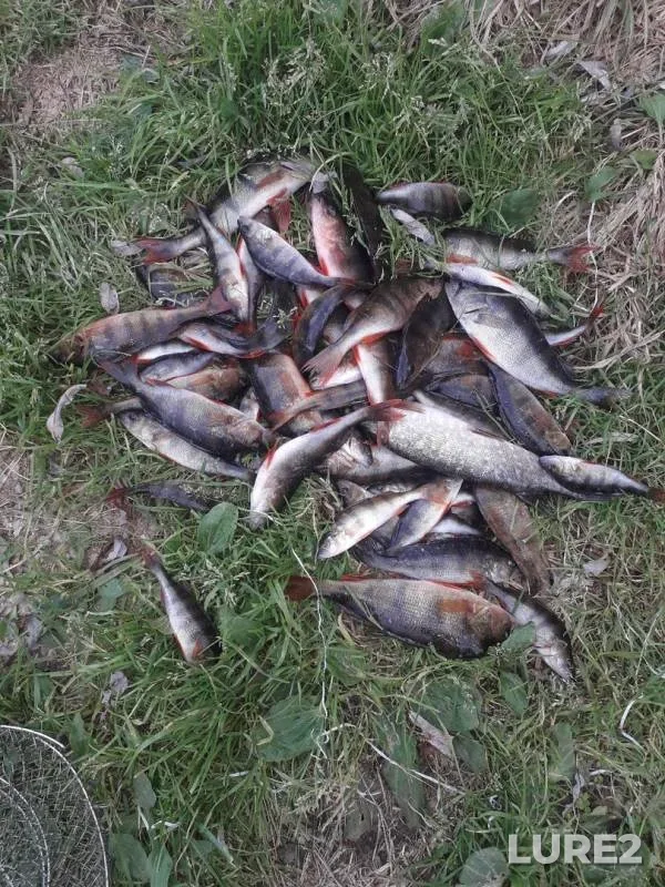 Perch, Pike — Kosopasha, Sep 27, 2019