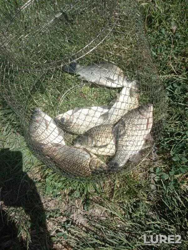 Crucian carp — Tuzlov, Jun 06, 2024