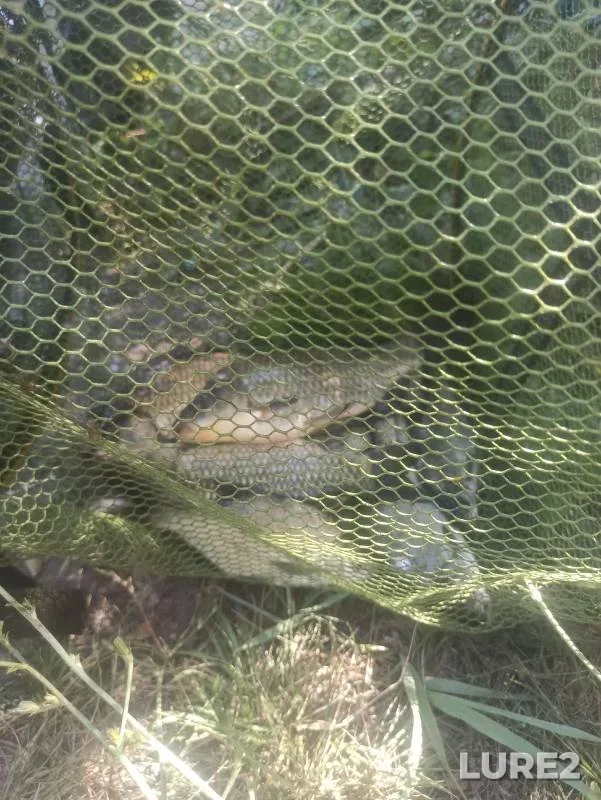 Crucian carp — Sukhoy Donets, Jul 01, 2024