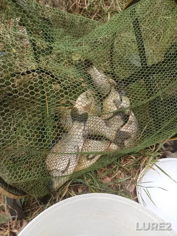 Crucian carp — Sukhoy Donets, Aug 29, 2024
