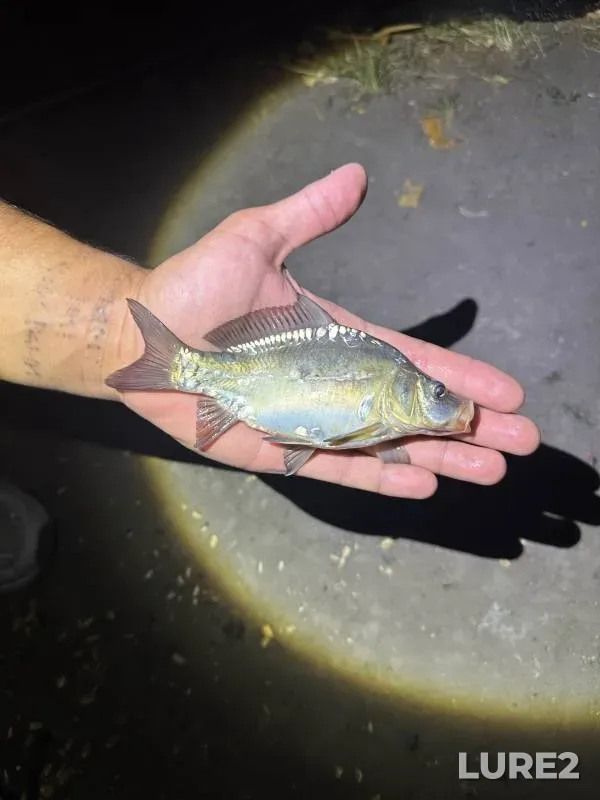 Carp — yerik Draganov, Sep 09, 2024