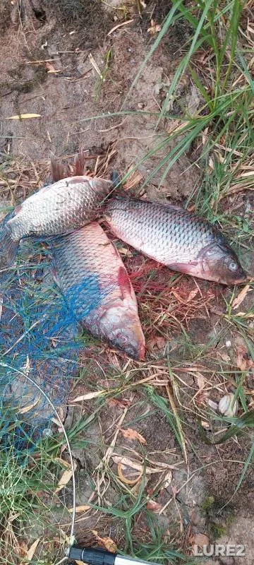 Carp, Crucian carp — Don, Sep 10, 2024