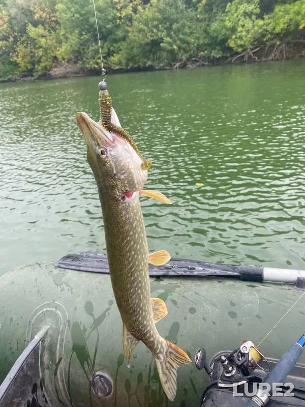 Pike, Zander — Tyoplyy kanal, Sep 17, 2024