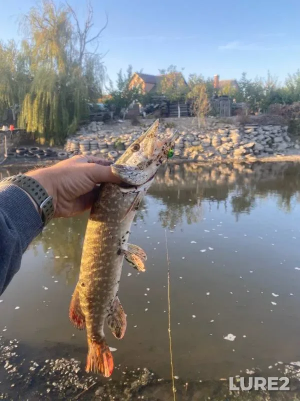 Pike — Grushevka, Sep 21, 2024