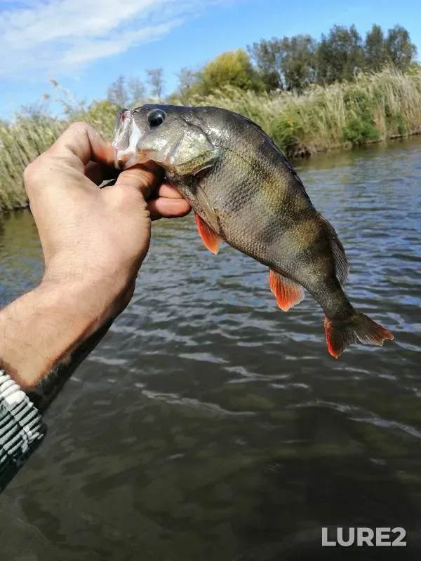 Perch — Kagalnik, Sep 24, 2024