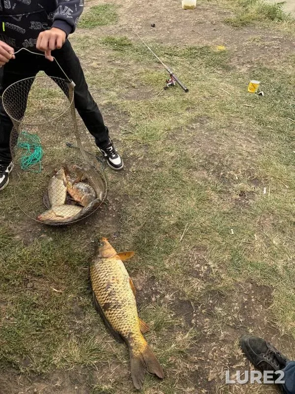 Carp — Rostovskaya oblast, Sep 30, 2024