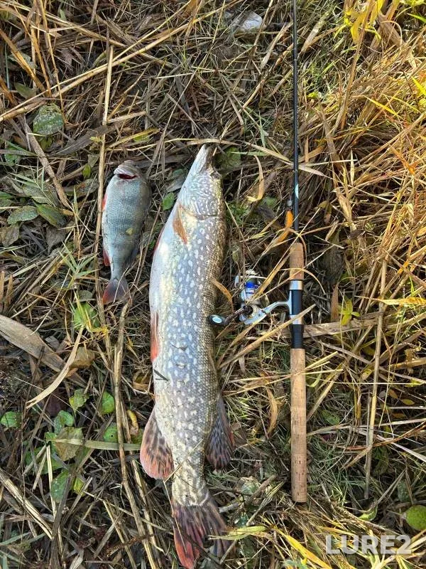 Perch, Pike — Sal, Oct 26, 2024