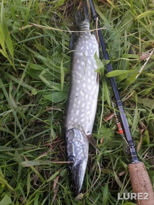 Pike — Pyardomlya, Aug 06, 2019