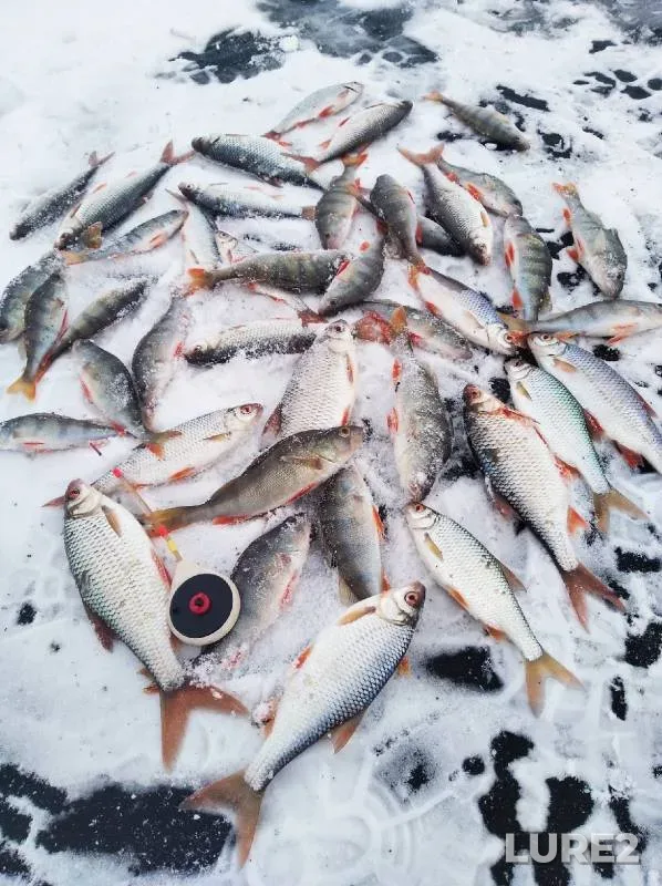 Perch, Roach — Glukhoye, Nov 07, 2021