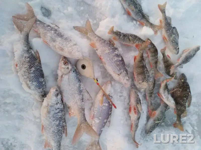 Perch, Roach — Glukhoye, Dec 11, 2021