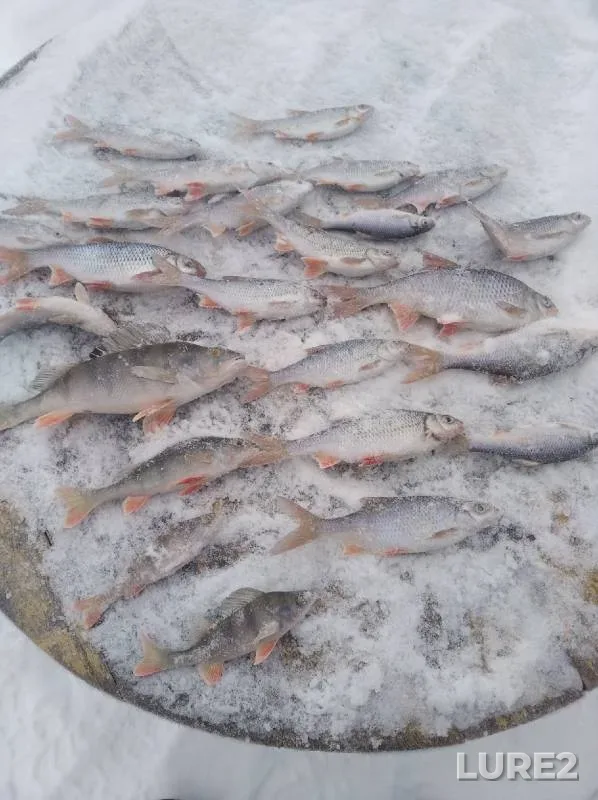Perch, Roach — Glukhoye, Dec 25, 2021