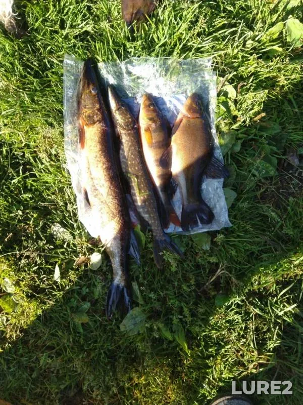 Perch, Pike — Nungosha, Aug 11, 2019