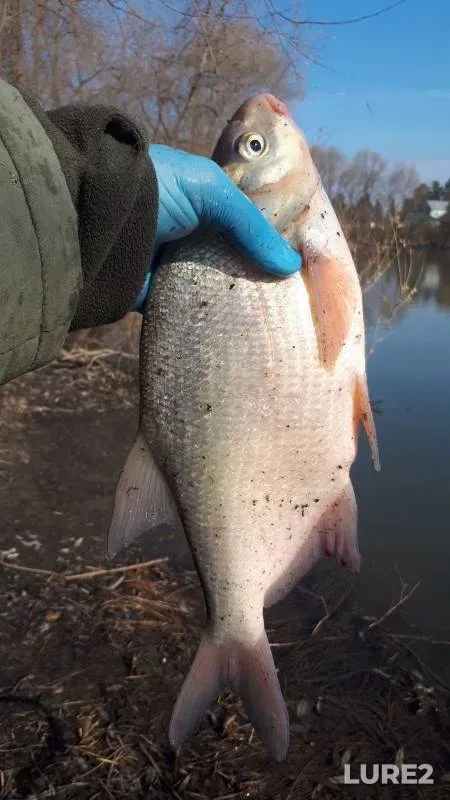Bream — protoka Malaya Zatonskaya, Apr 26, 2022
