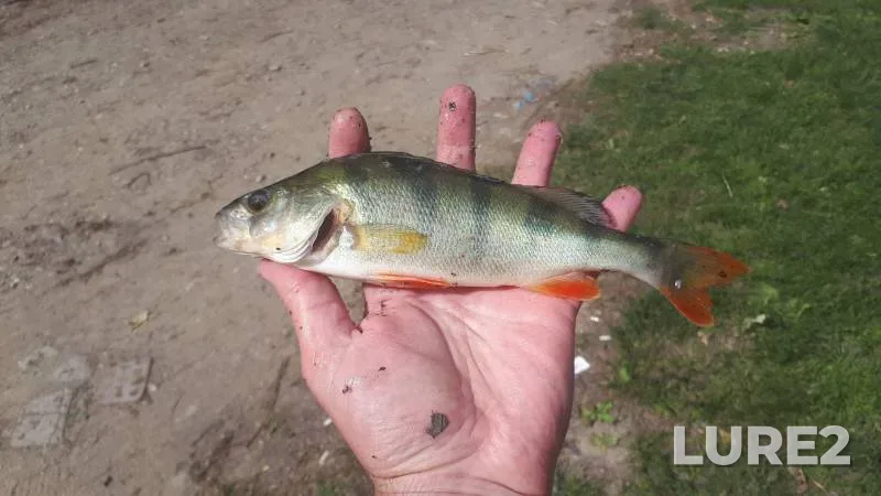 Perch, Roach — Novosibirskaya oblast, Jun 06, 2022