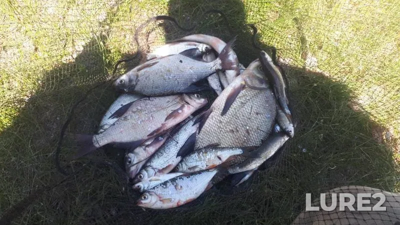 Bream, Roach — Novosibirskaya oblast, Jun 07, 2022