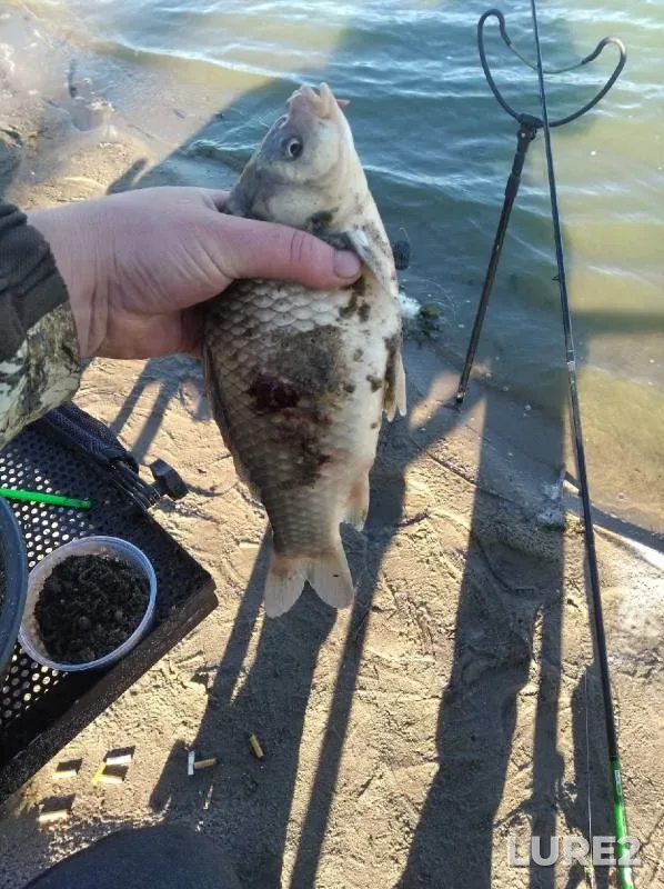 Crucian carp — Ustinovo, Jun 30, 2022