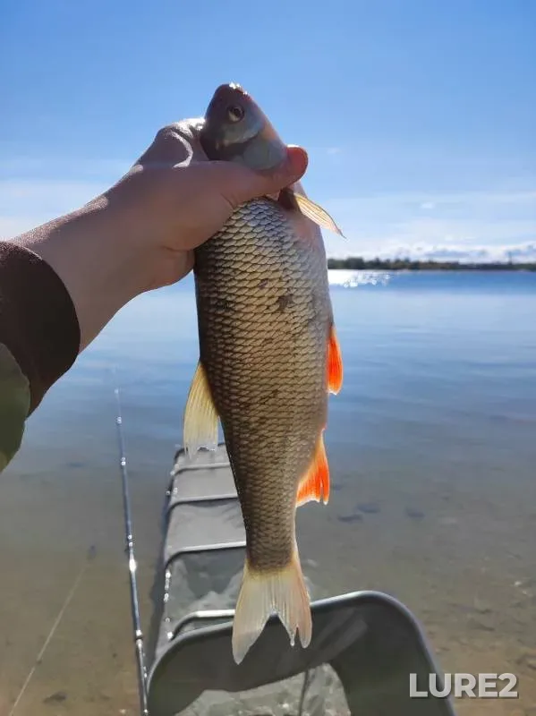 Bream, Ide — Novosibirskaya oblast, Sep 02, 2022
