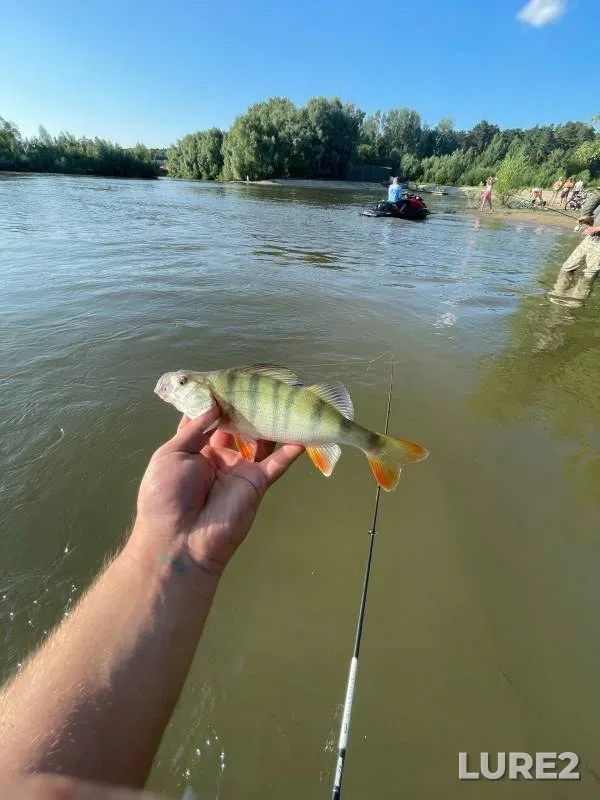 Perch — Ob, Jul 12, 2024