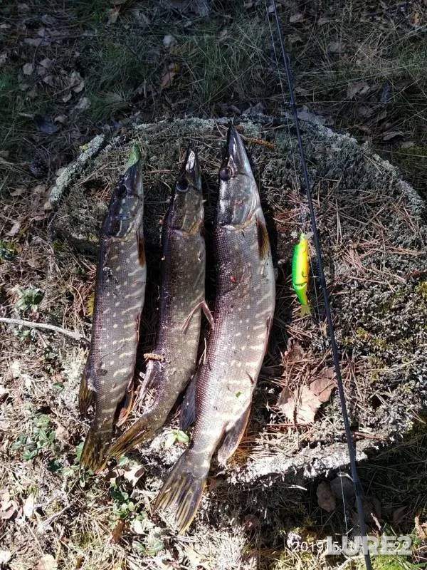 Pike — Goryun, May 20, 2019