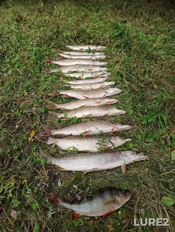 Perch, Pike — Om, Aug 21, 2020